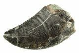 Serrated, Allosaurus Tooth - Bone Cabin Quarry, Wyoming #263906-1